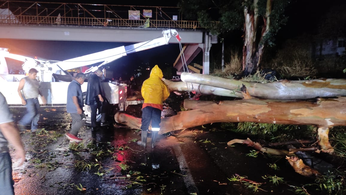 Lluvias dejan árboles caídos en Morelos, pronostican probable GRANIZADA