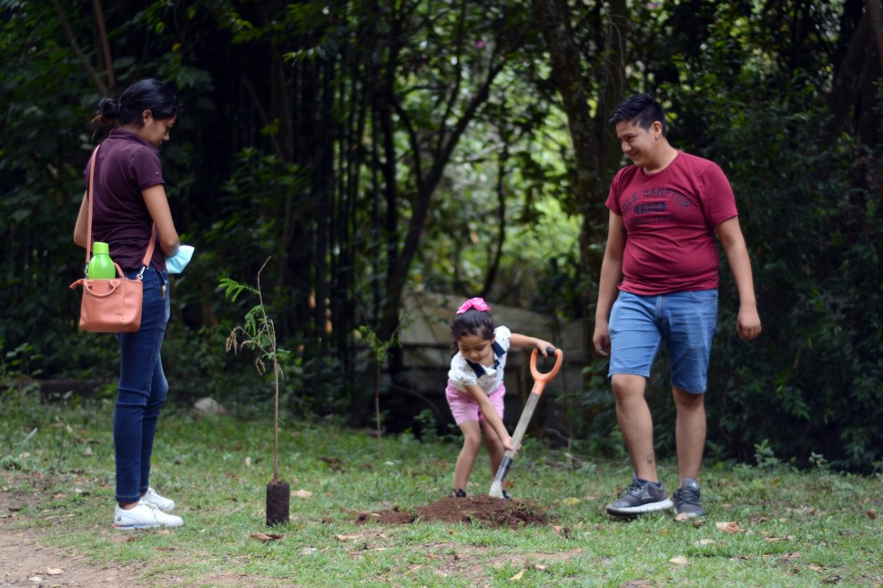 Siembran 300 árboles ahuehuetes en barrancas de Cuernavaca