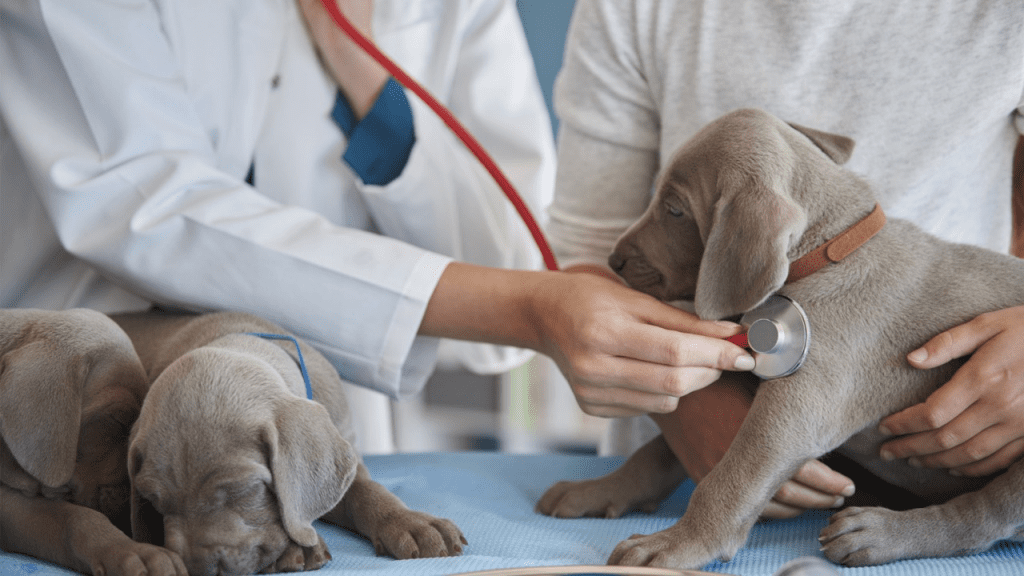 Yucatán construirá el primer hospital veterinario público