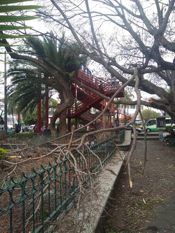 Plaga invade árboles de Cuernavaca, podarán cerca de 100