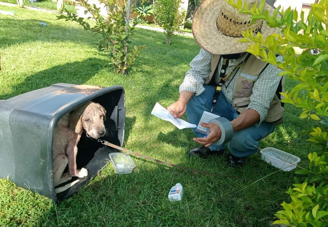 Rescatan a perrito maltratado en Temixco