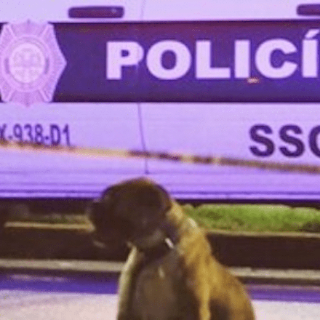 Perrito permanece junto a su dueño que murió atropellado