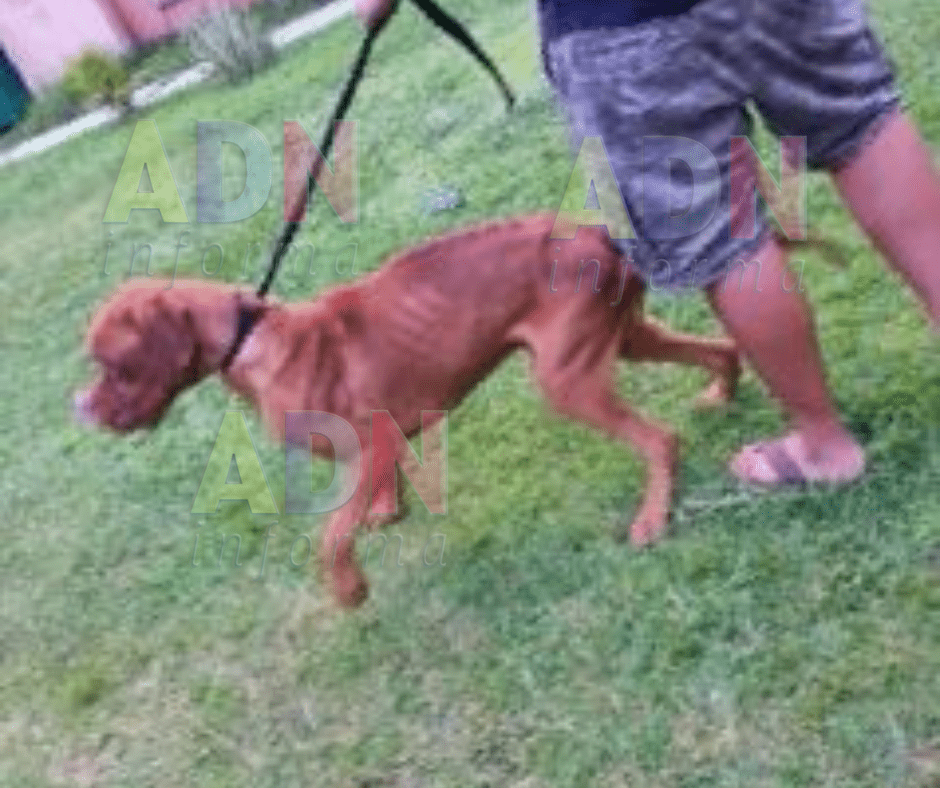 Rescatan Fiscalía Morelos a perro en desnutrición, dueño es investigado por maltrato animal
