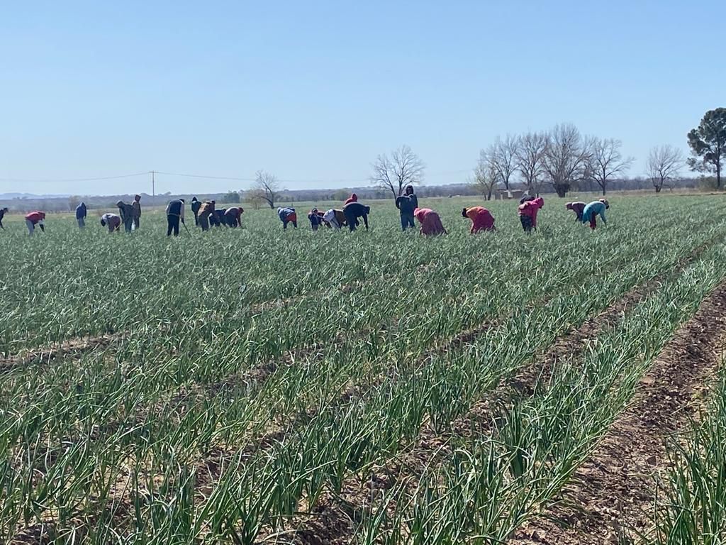 Diputados gestionan recursos para la compra de fertilizantes para el campo morelense