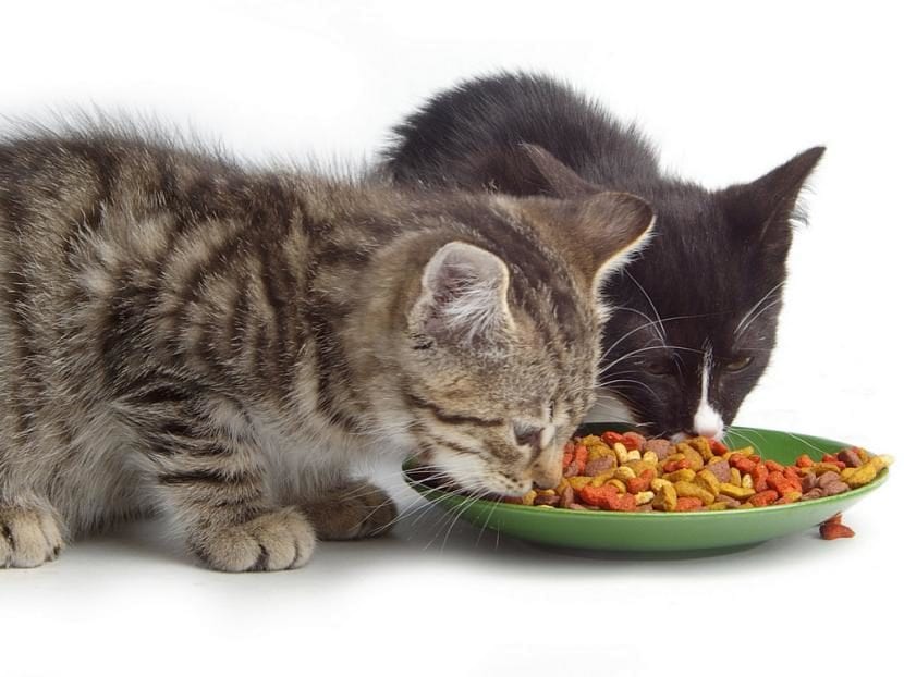 Advierte PROFECO que la comida para gatos no contiene carne como indica en los productos