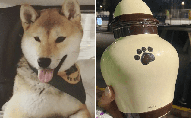 “Maple” fue de campamento perruno y volvió a su hogar en una urna