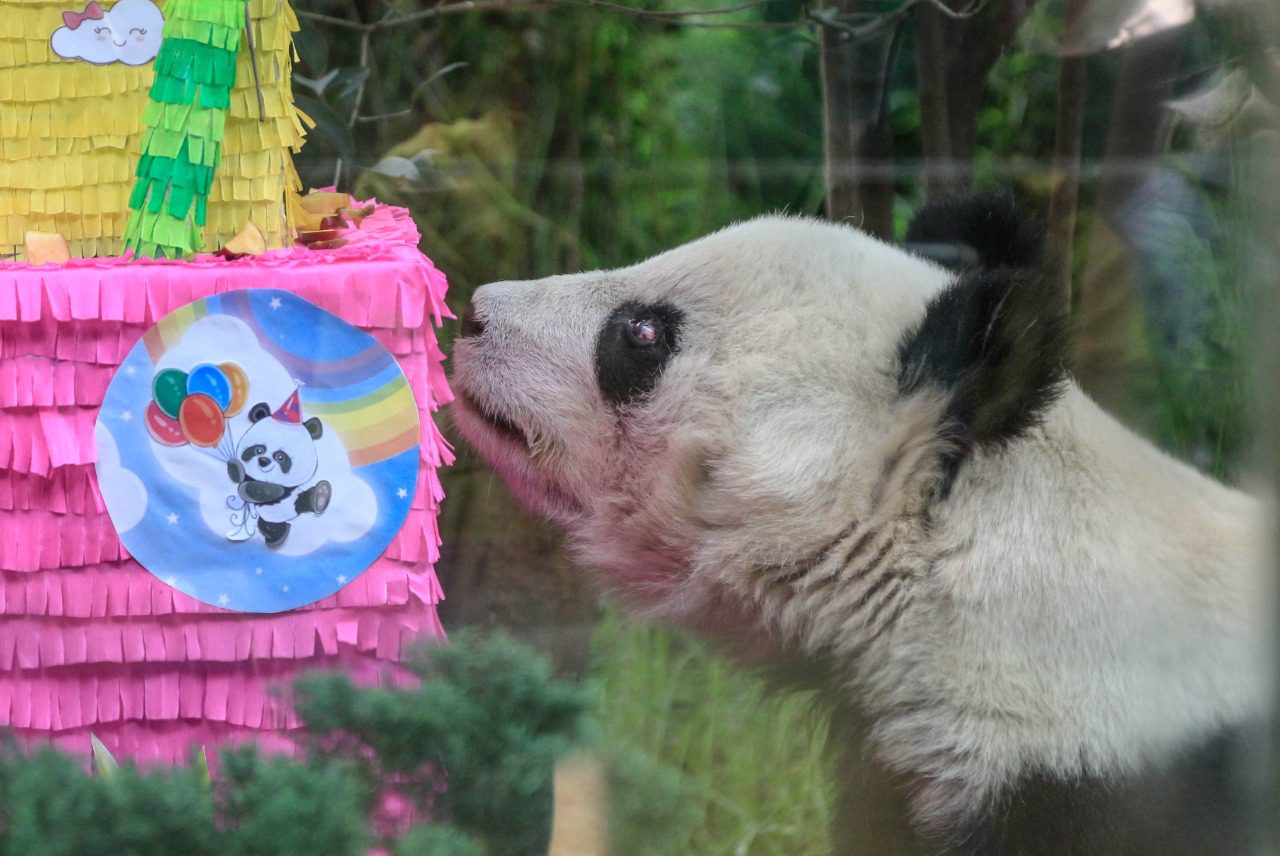 Fallece la panda gigante “Shuan Shuan” la más longeva de México