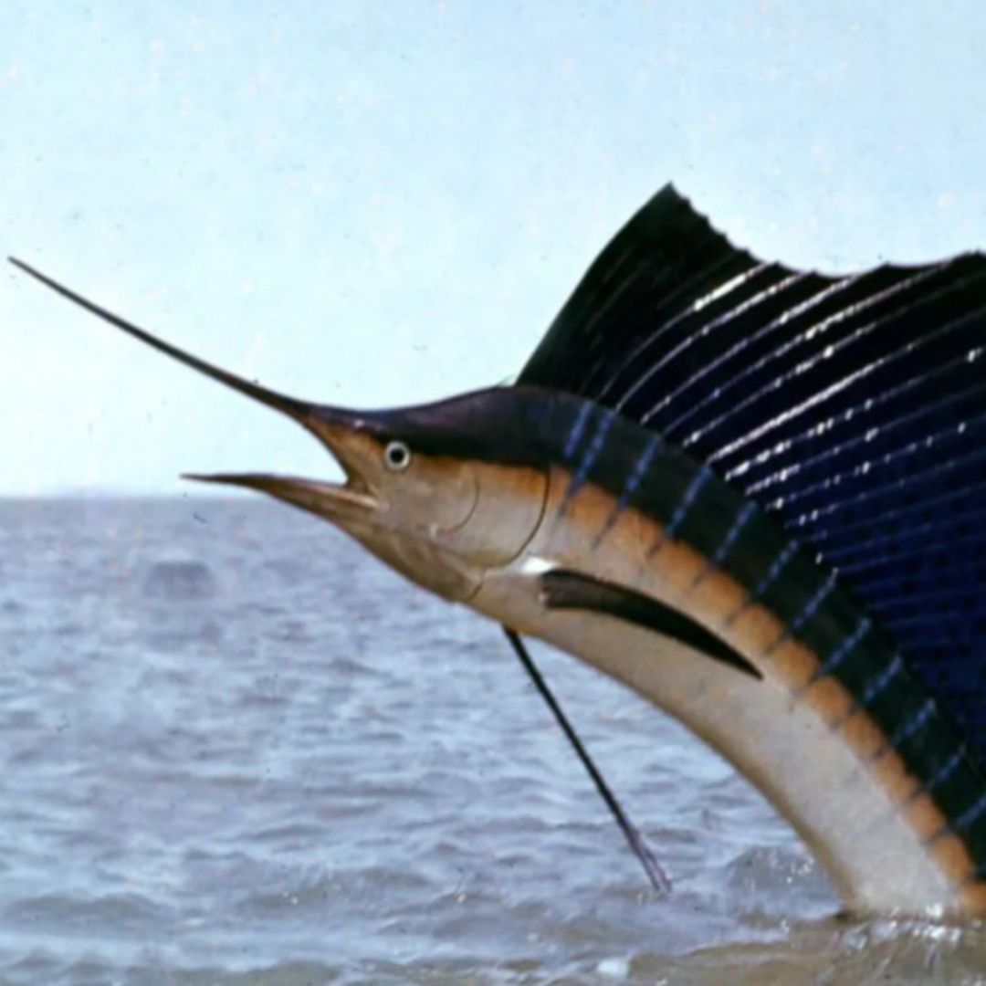 Pez vela apuñala a mujer mientras pescaba en Florida
