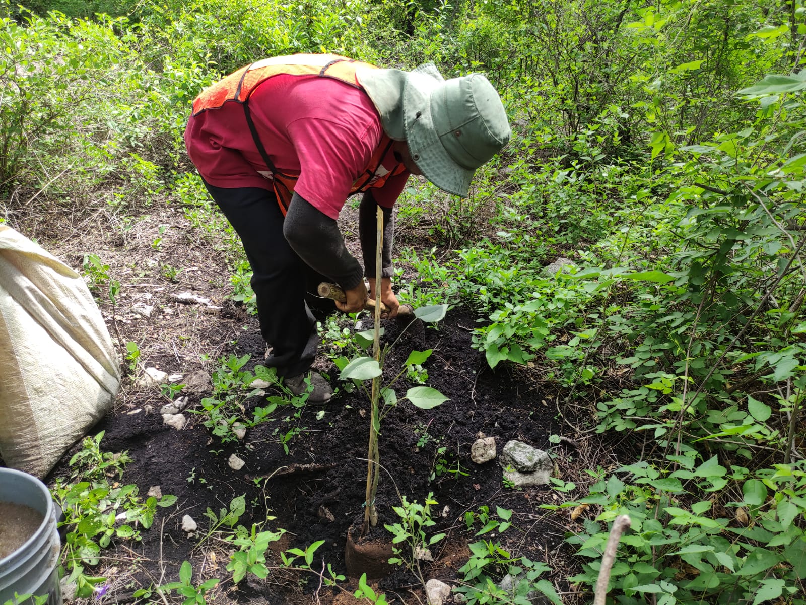 Inicia la reforestación el área natural protegida de “Las Estacas”