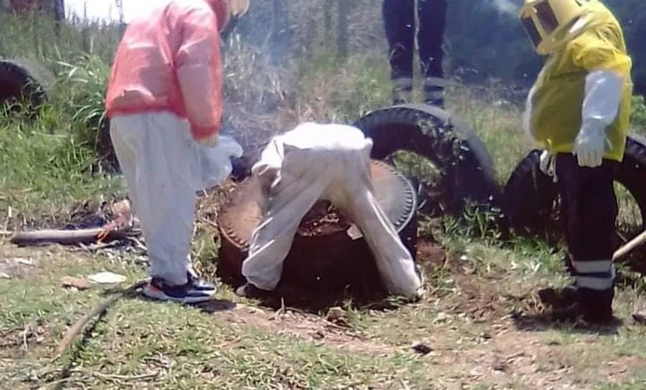 Ataque de abejas deja heridos a alumnos en primaria Justo Sierra de Hidalgo