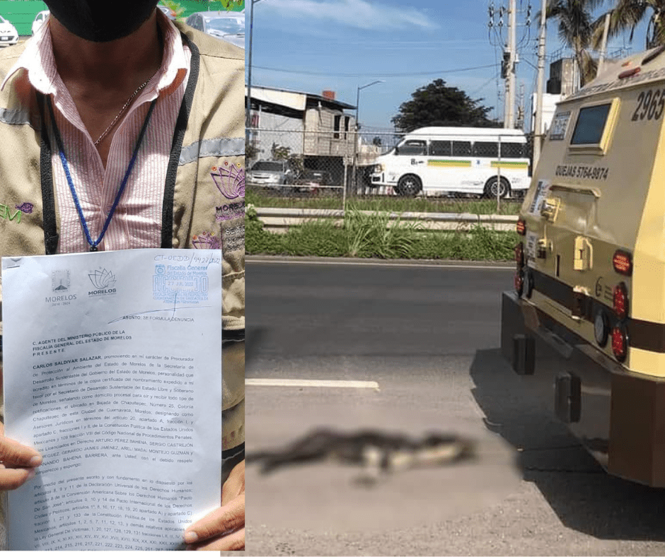Propaem denuncia caso de perro arrastrado por unidad de COMETRA en Morelos