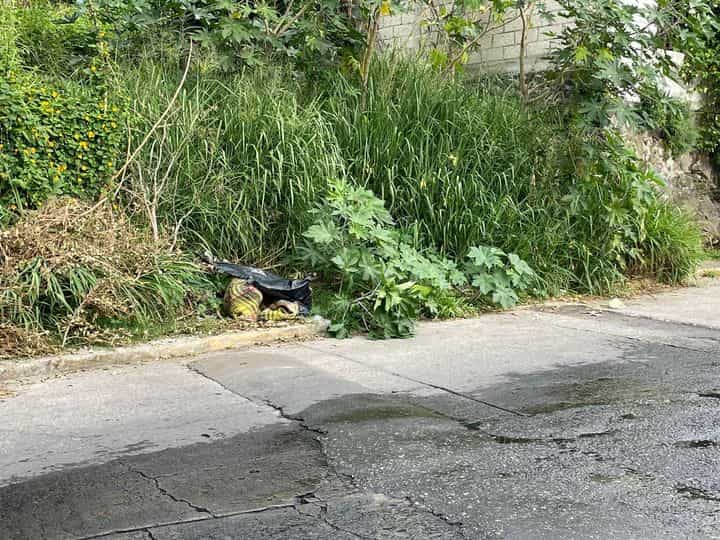 Confunden cadáver de perro con restos de persona en Cuernavaca