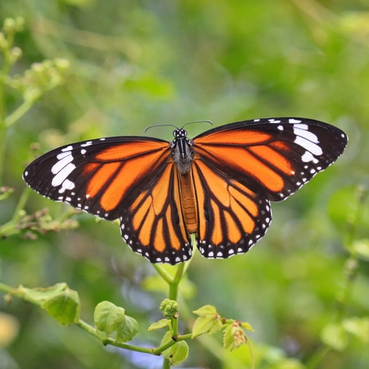 Mariposa monarca en peligro de extinción: UICN