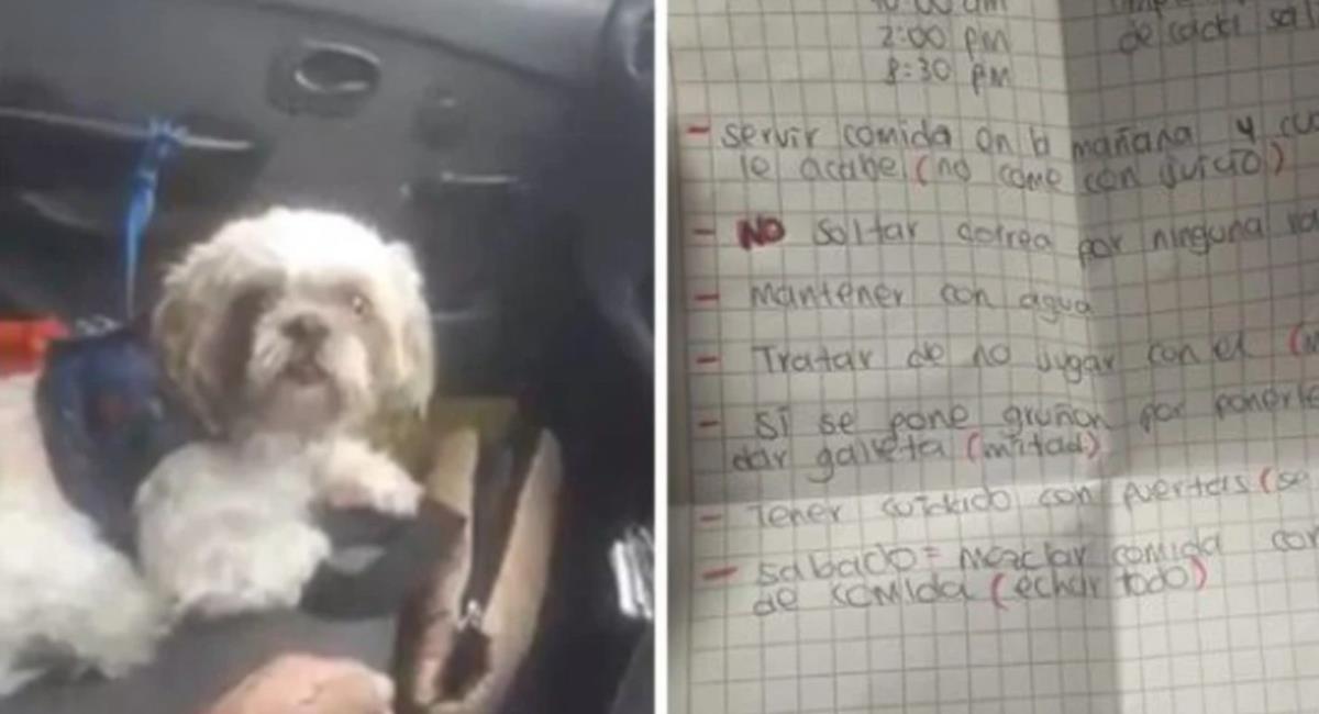 [VIDEO] Abandonan a perrito con instructivo de cuidados en Colombia