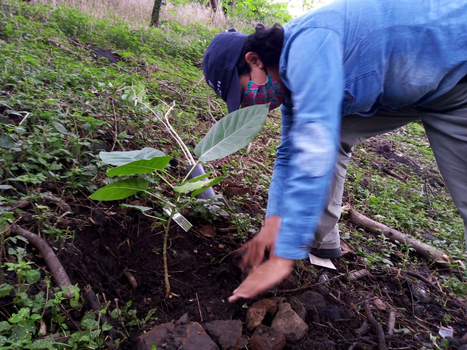Reforestan zona del Parque Urbano Barranca de Chapultepec