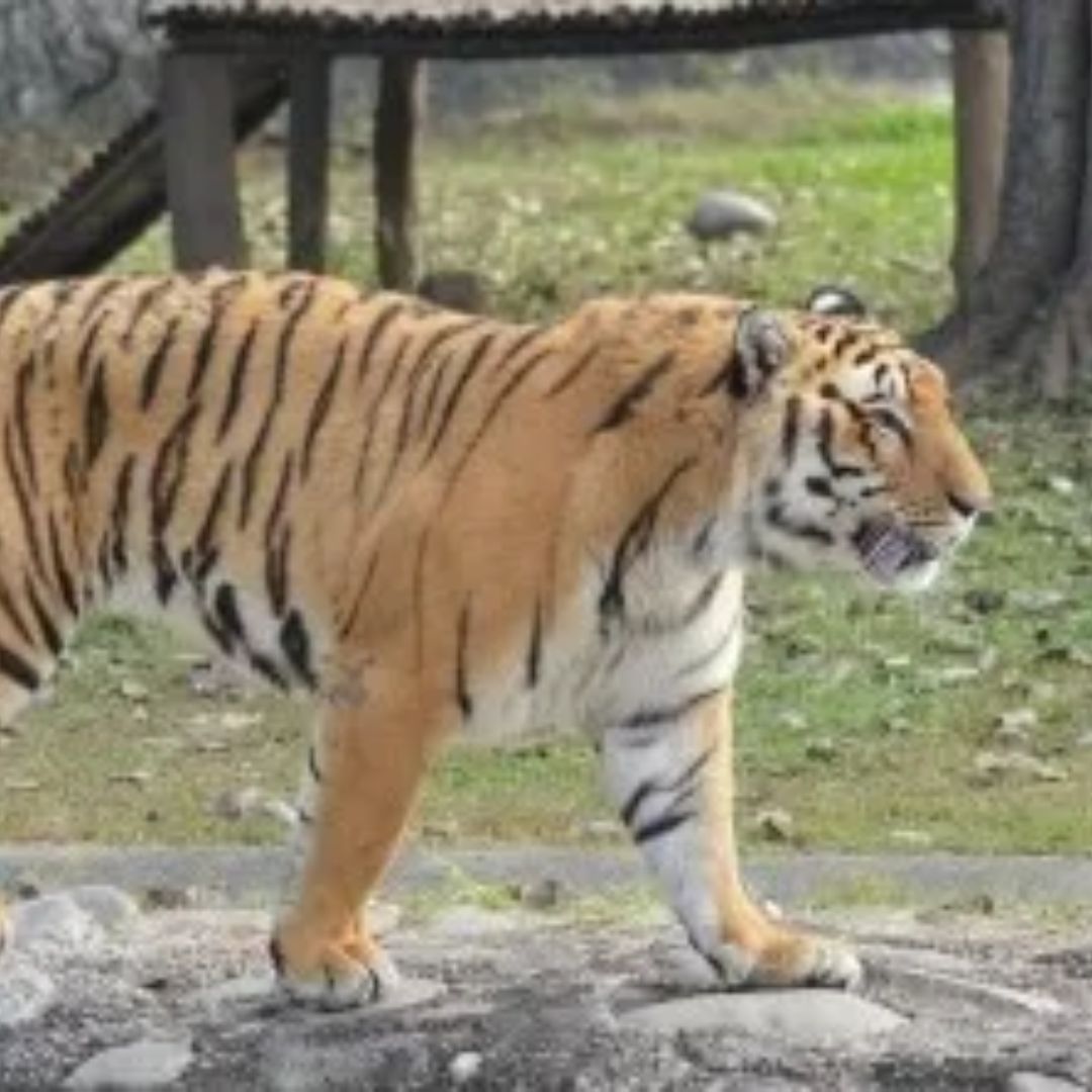 Se escapa tigre y entra a una taquería en Hidalgo