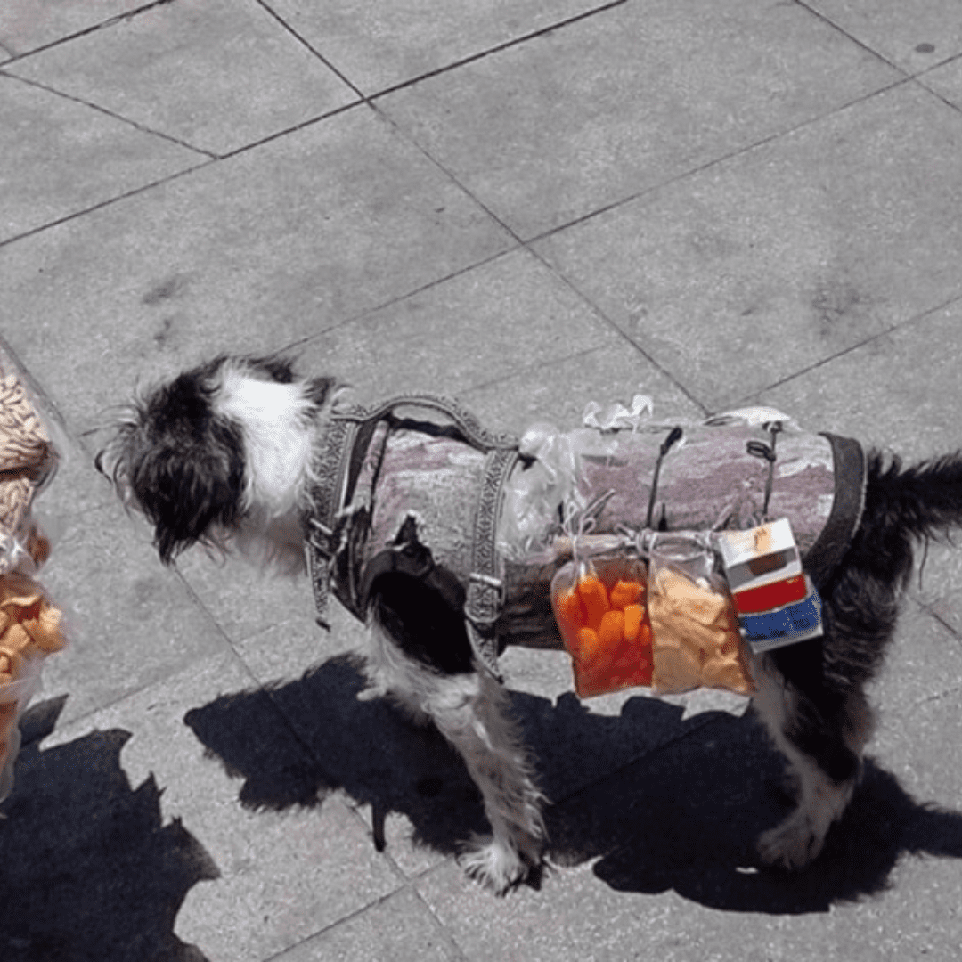 Perrito ayuda a vender chicharrones a su dueña en Pachuca