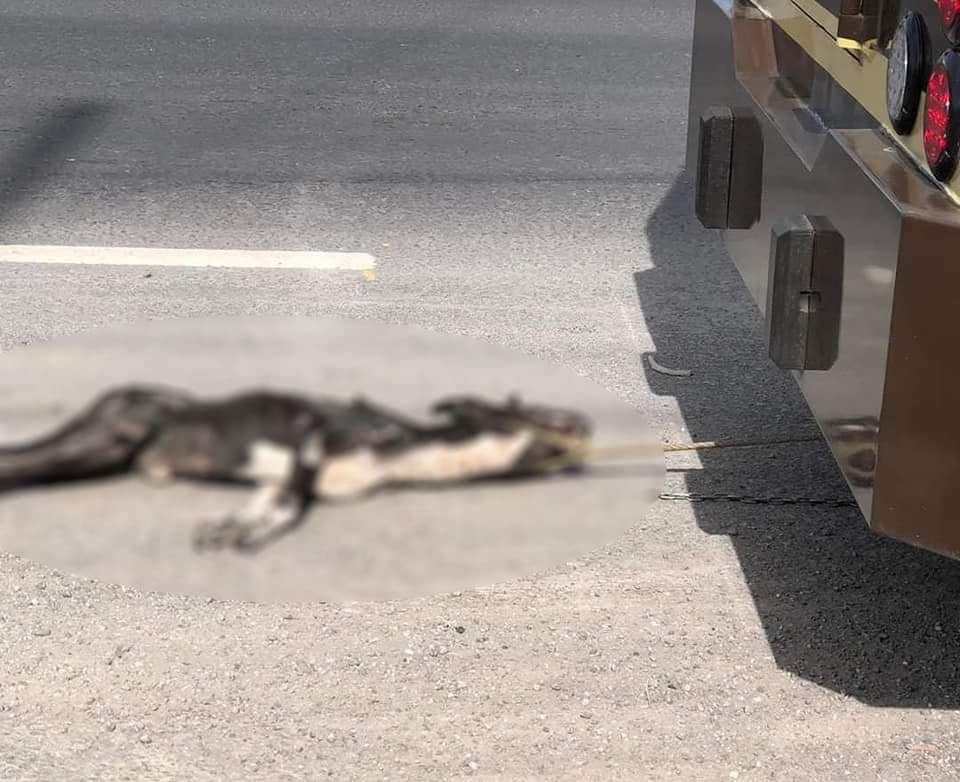 Cometra asegura que ellos no amarraron al perro que arrastró la unidad de valores en Cuautla