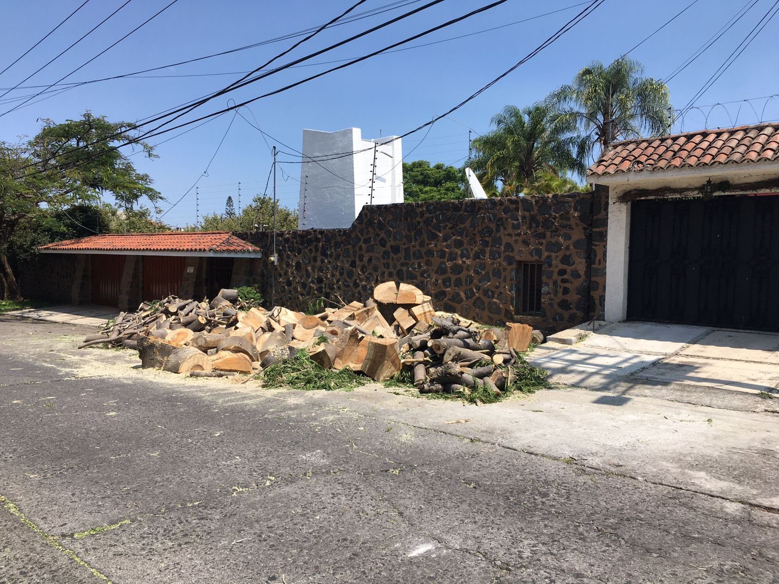 talan arbol antiguo en cuernavaca