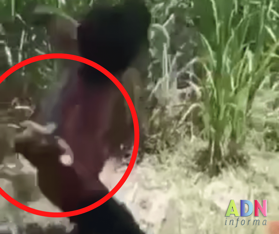 [Imágenes] Buscan a hombres que lanzaron a gatitos en Tetecala, cometieron crueldad animal
