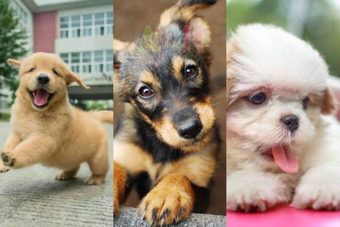 Los perritos también lloran de felicidad; reveló estudio