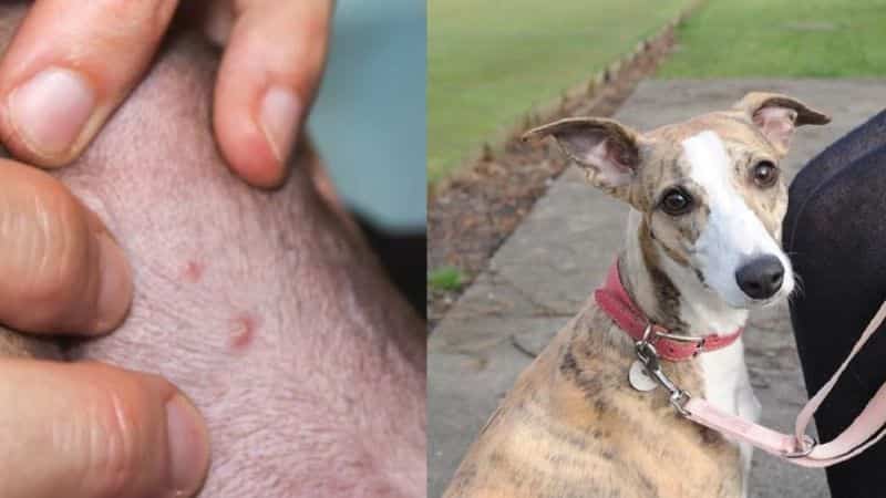 Registran primer caso de viruela del mono en perro doméstico