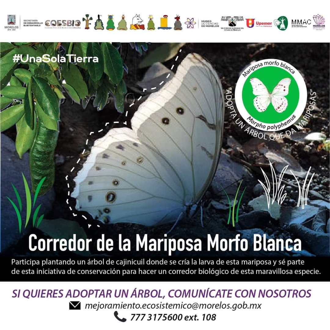 Adopta un árbol que da mariposas en el Mercadito Verde de Morelos