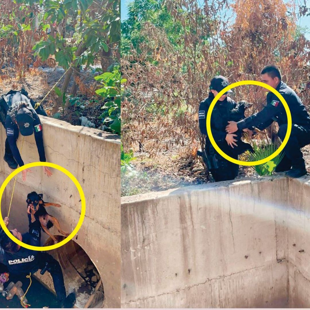Policías rescatan a perrito tras llevar dos días en drenaje de Culiacán