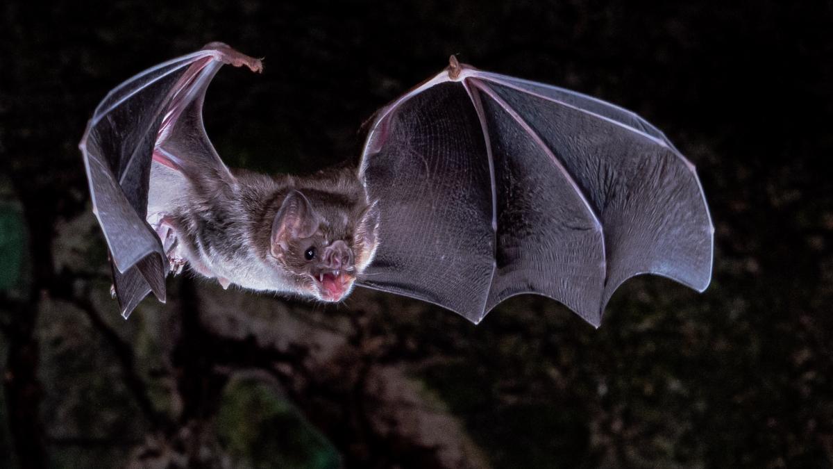 Hallan nuevo coronavirus en murciélagos rusos