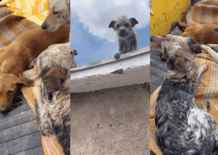 Liberan a presunto abusador s3xual de perros en Chihuahua