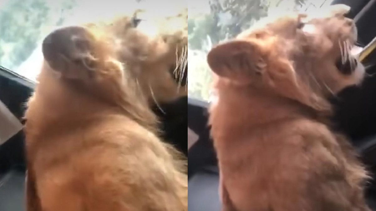 [VIDEO] ¡Casual! Sujeto pasea a león en calles de Chiapas