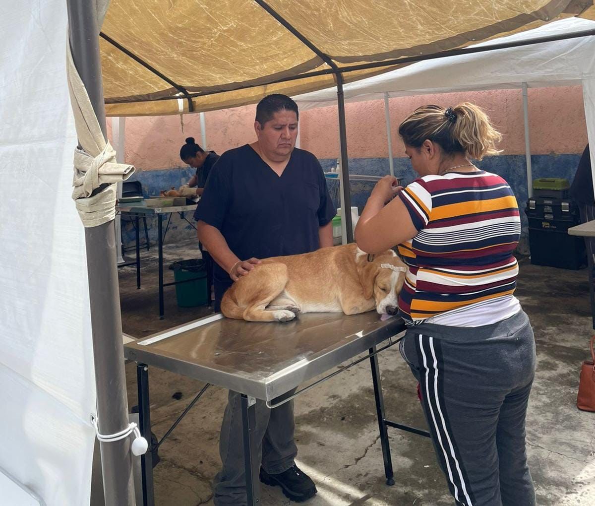 Habrá campaña de esterilización gratuita para mascotas en Temixco