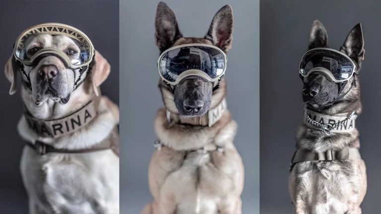 Los héroes de 4 patas en el sismo del 19S