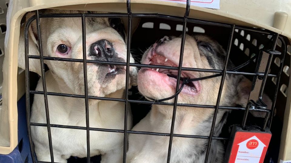 [VIDEO] Recuperan a más de 200 perros robados provenientes de Colombia