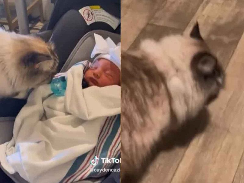 Presentan recién nacida a gatita y le causa náuseas