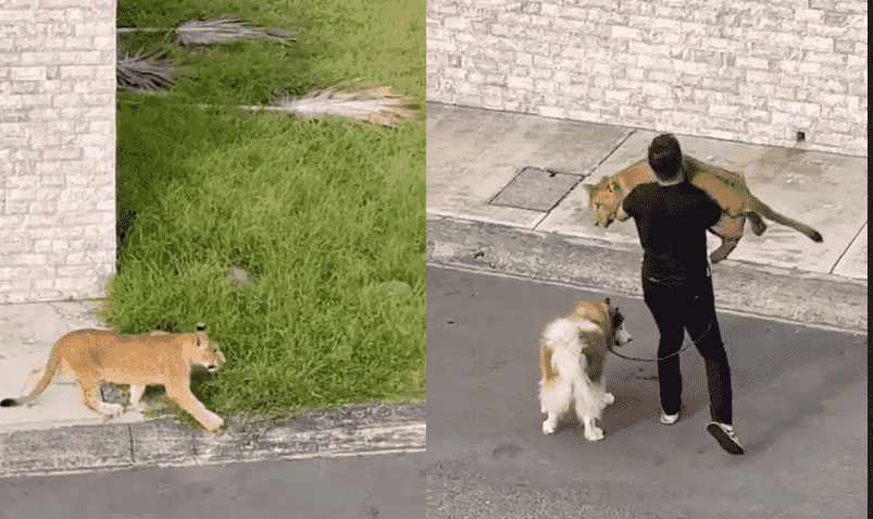 [VIDEOS] Captan a león paseando en calles de Veracruz