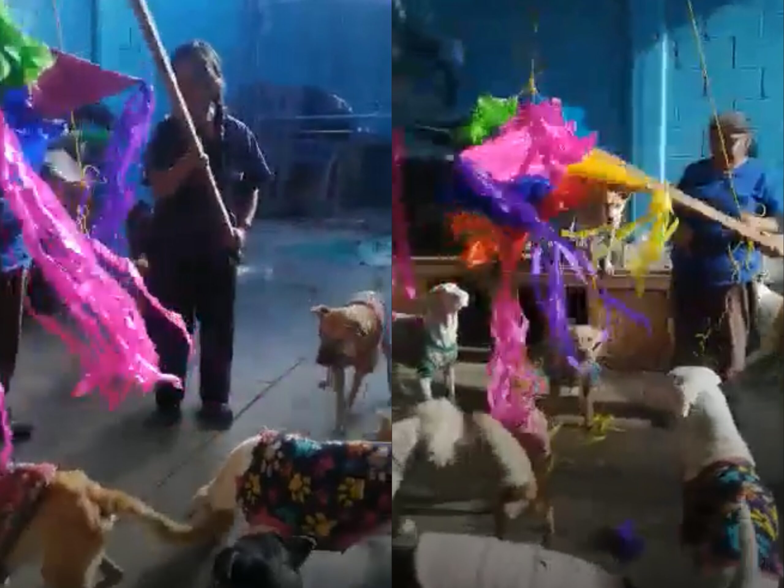 [Video] Organizan posada perruna en Torreón