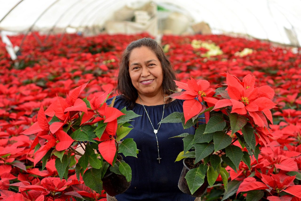 Incrementa venta de flor de Nochebuena en Cuernavaca