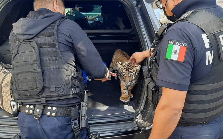Una pareja es detenida por transportar un cachorro de tigre en Querétaro