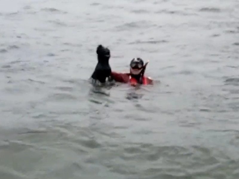 Rescatan a perrita que estuvo atrapada cuatro días en el agua