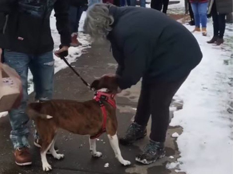 (VIDEO): Adoptan a la perrita más viejita de un refugio y esta es su reacción