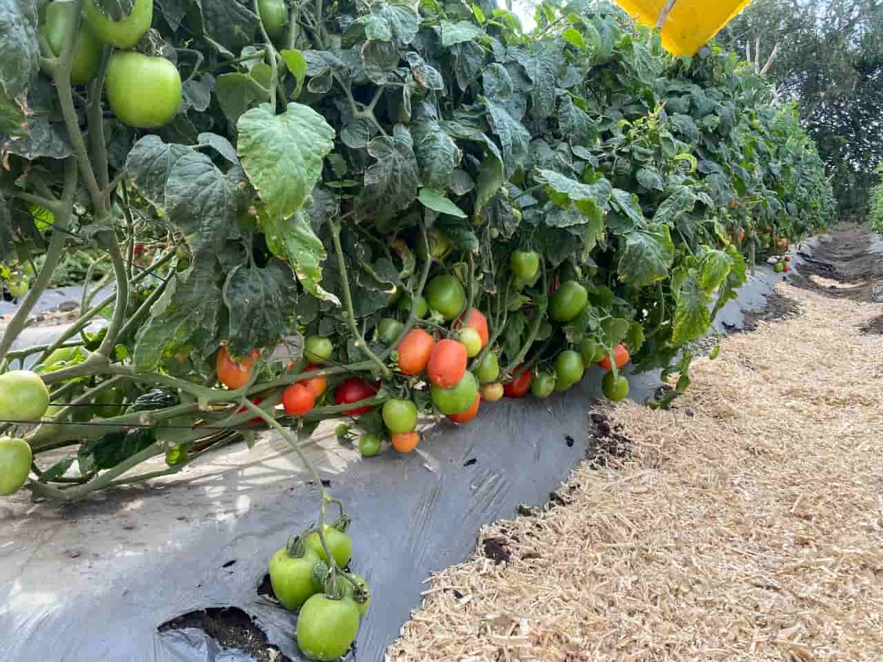 Reconocen compromiso de agricultores morelenses en “Expo Agrícola 2023”