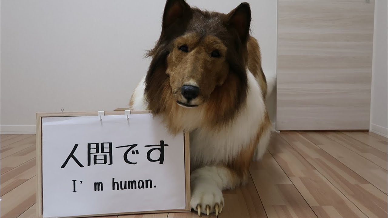 ¡Increíble! Hombre gasta 15 mil dólares para parecerse a un perro Collie