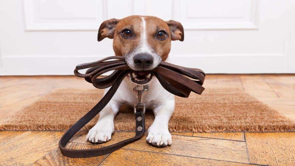 Ofrece Ayala cursos de adiestramiento canino GRATIS