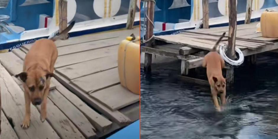 Perrita se lanza al mar para seguir a un viajero