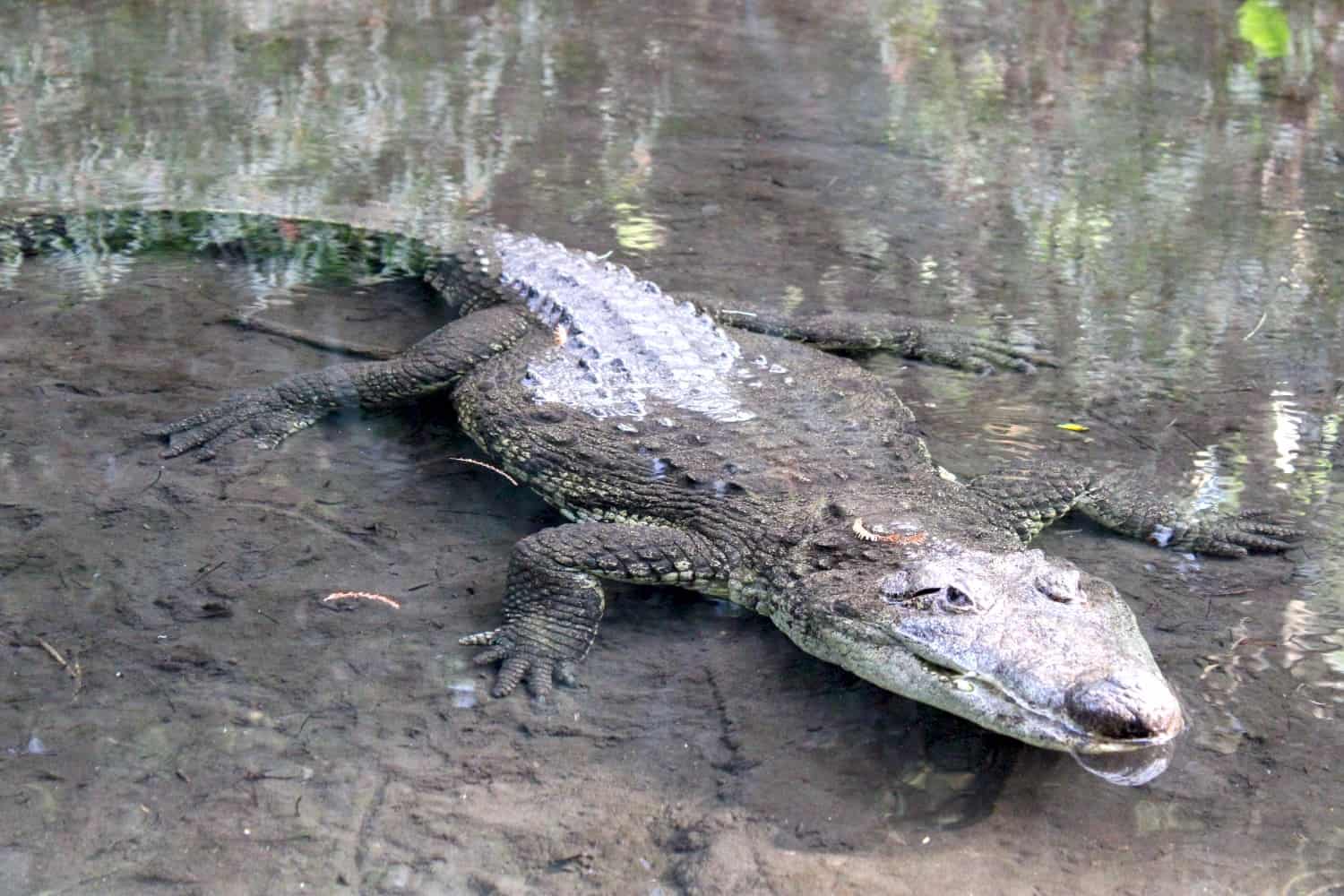 Cuidan salud y bienestar de cocodrilos en Parque Chapultepec