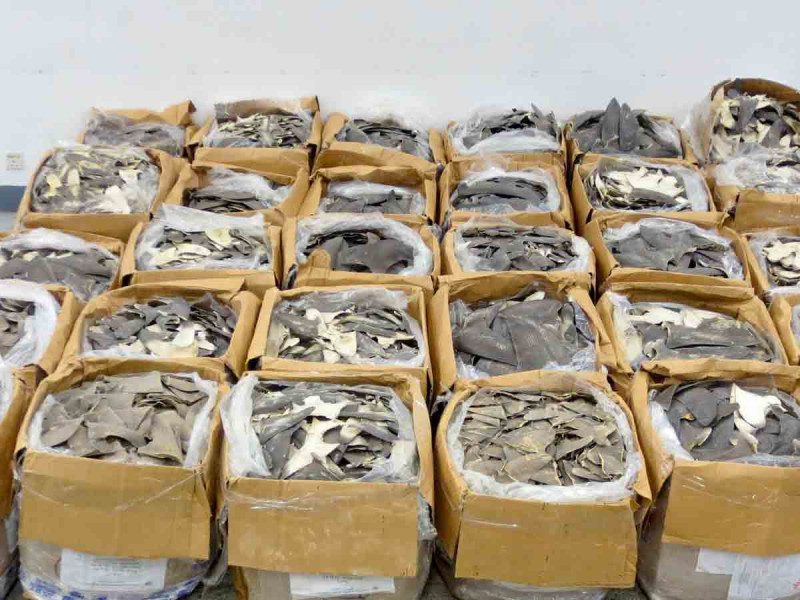 Decomisan en Hong Kong 1.2 toneladas de aletas de tiburón