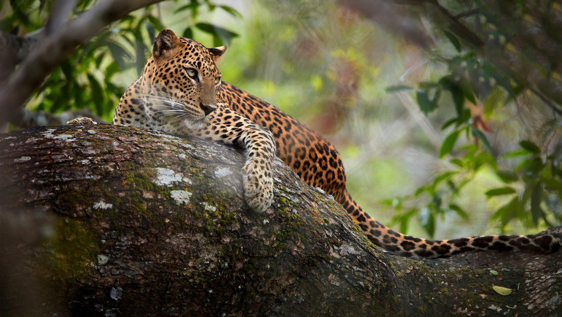 Video: Leopardo irrumpe en un juzgado y deja varias personas lesionadas