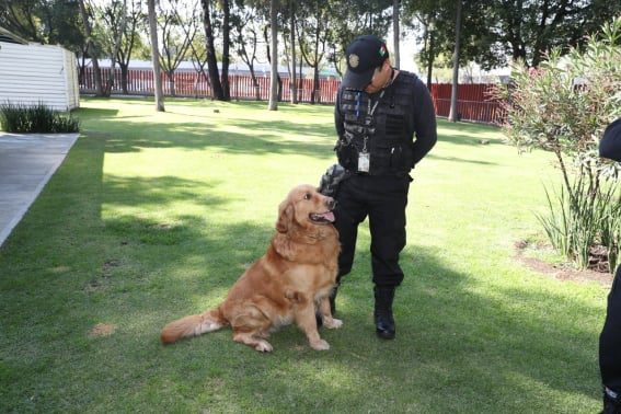 Perrito guardián de la Cámara de Diputados celebra su jubilación