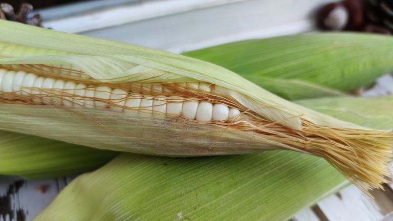 México anula permisos para utilizar maíz transgénico en alimentos